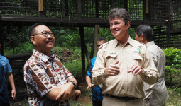 Otorita IKN akan Bangun Pusat Suaka Orangutan di Pulau Kalawasan PPU