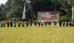 Kukar Jadi Pusat Panen Raya Padi Nusantara 1 Juta Hektare di Kaltim