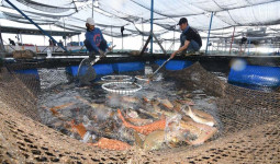 Budidaya Ikan Mendominasi Pembahasan Pengembangan Agroindustri