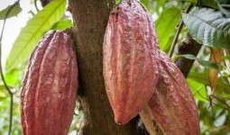 Desa Lung Anai Akan Dijadikan Lokus Pengembangan Kakao
