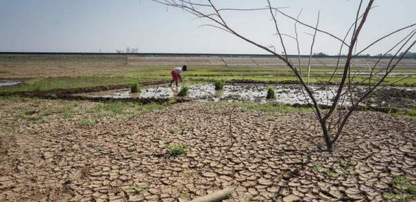 KEKERINGAN: Ilustrasi lahan pertanian saat mengalami kekeringan akibat El Nino 2015.(ist)