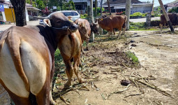1.400 Dosis Inseminasi Buatan Disalurkan Untuk Sapi Ternak di Kukar