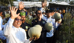 Panen Raya Melon di Teluk Pandan, Ardiansyah Yakin Pertanian Ikut Topang  Kebutuhan Kutim