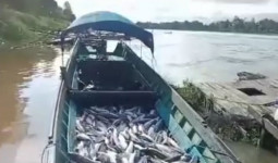 Puluhan Ton Ikan Toman Mati Massal di Muara Muntai, Pemprov Kaltim Lakukan Investigasi