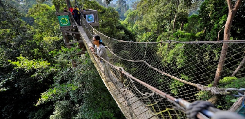 Canopy Bridge Kedua di Asia dari Bukit Bengkirai.