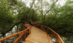 Ekowisata Mangrove Kampung Baru, Destinasi Wisata Andalan di Kawasan IKN
