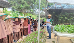 Serunya Panen Sayur dan Buah di Wisata Edukasi Kebun Pak Agus Balikpapan