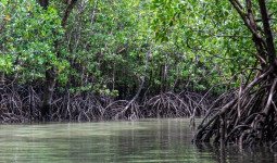 Kawasan Mangrove di Desa Saliki Diubah Jadi Objek Wisata Menarik