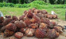Curi Ribuan Kilo Buah Sawit, Lima Orang Pria di Muara Kaman Diringkus Polisi
