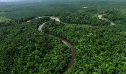Bank Dunia akan Bayar Dana Karbon Hutan Kaltim Rp300 Miliar Tahun Ini