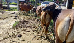 152 Hewan Kurban Akan Didistribusikan di Seluruh Kecamatan di Kukar