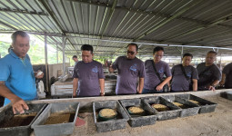 Maggot Jadi Solusi Cerdas untuk Pakan Ternak dan Pupuk