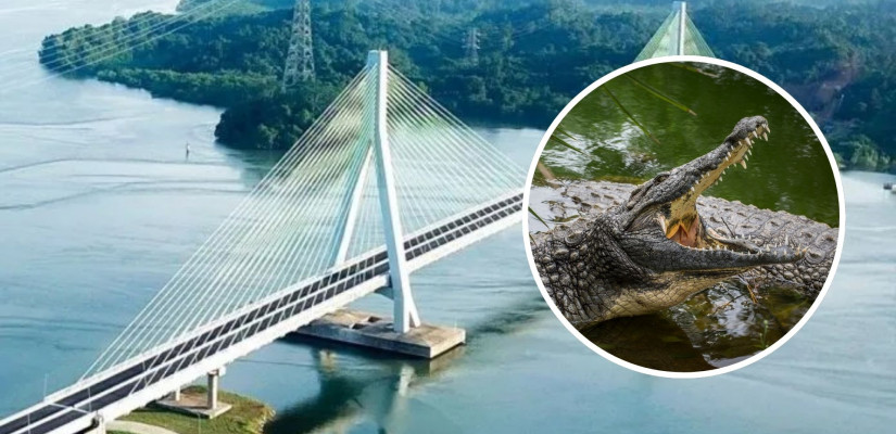 Ilustrasi buaya di perairan jembatan pulau balang. (Ist)