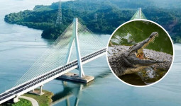 Diduga Diterkam Buaya, 1 Orang Hilang di Perairan Sekitar Jembatan Pulau Balang