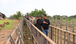 Perusahaan Tambang Kaltim Diminta Terlibat di Pembibitan Ternak Lewat Program Sapi Komitmen