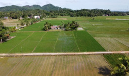 Pertanian di Kukar Terus Dikembangkan