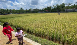 Produksi Padi Kaltim 2024 diperkirakan 229 Ribu Ton GKG, Kukar Penyumbang Tertinggi