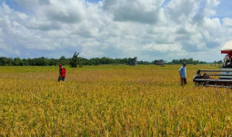 500 Hektare Sawah Tidak Produktif di Rapak Lambur Akan Dihidupkan Kembali