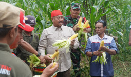 Bupati Edi Ikut Panen Jagung di Maluhu