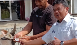 Distanak Kukar Beri Tanda Hewan Kurban Sehat Dengan Peneng