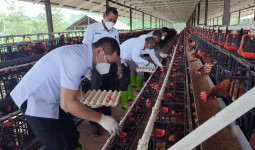 Peternakan Berkelanjutan, Strategi Bupati Paser Atasi Inflasi