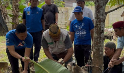 DPC Partai Demokrat Kutai Timur Berqurban 7 Ekor Sapi di Iduladha 1446 H