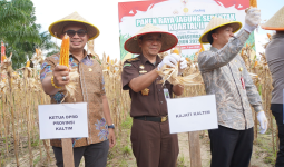 Fadly Imawan Hadiri Panen Raya Jagung di PPU, Dorong Swasembada dan Kesejahteraan Petani