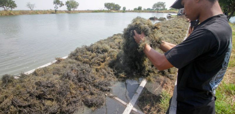 Rumput Laut Gracilaria Jadi Potensi Sumber Pendapatan Terbarukan