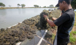 Rumput Laut Gracilaria Jadi Potensi Sumber Pendapatan Terbarukan