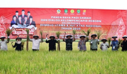 Bupati Kukar dan KTNA Panen Raya Padi Sawah di Mangkurawang