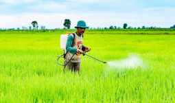 Distanak Kukar Siapkan Pestisida untuk Tingkatkan Produktivitas Pertanian