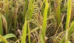 Inovasi Distanak Kukar Perkuat Swasembada Pangan