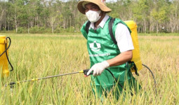 Upaya Pengendalian Hama di Kukar