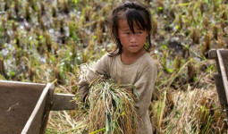 Balikpapan Kota Tertinggi Pekerja Usia Anak di Kaltim, Jumlahnya Capai 8.248 Jiwa