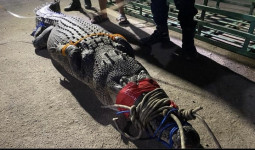 Nyaris Masuk Rumah! Tim Rescue Damkar Berhasil Amankan Predator Sepanjang 2,5 Meter