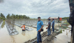Kabid Hortikultura Dinas Pertanian Kutim Survei Lokasi Kelompok Tani Terdampak Banjir