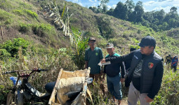Nahas, Warga Bengalon Tewas Tertimpa Pohon Ulin Saat Menebang di Kebun Sendiri