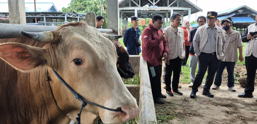 Puluhan Sapi Jumbo Mendarat di Kutim, Lebaran Tanpa Cemas Kekurangan Daging