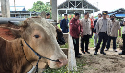 Puluhan Sapi Jumbo Mendarat di Kutim, Lebaran Tanpa Cemas Kekurangan Daging
