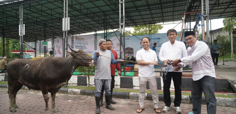 Iduladha 1447 H, PLN UIP KLT Salurkan Sembilan Hewan Kurban di Wilayah Operasional