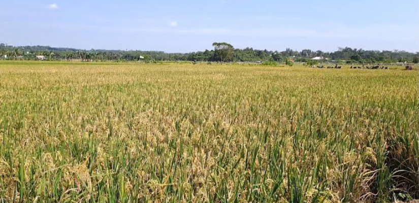 Kaltim Kejar Swasembada Pangan, Butuh Tambahan 15 Ribu Hektare Sawah hingga Akhir 2026