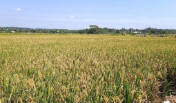 Kaltim Kejar Swasembada Pangan, Butuh Tambahan 15 Ribu Hektare Sawah hingga Akhir 2026