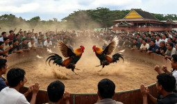 Arena Sabung Ayam Solong Kembali Beraktivitas, Peserta Datang dari Luar Daerah
