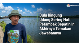 Dulu Bingung Udang Sering Mati, Petambak Sepatin Ini Akhirnya Temukan Jawabannya