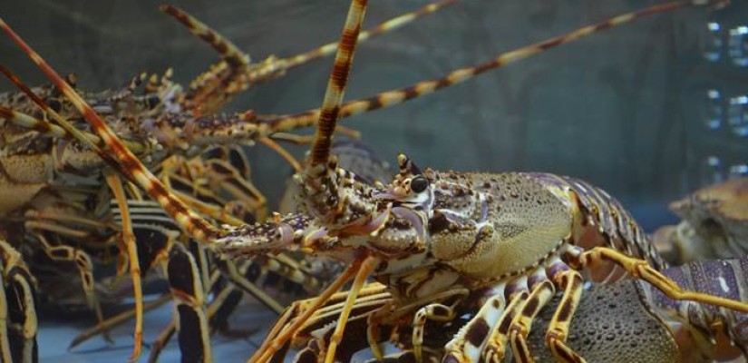 Bikin Bangga! Lobster Asal Berau Laris Manis Diserbu Pasar Luar Negeri