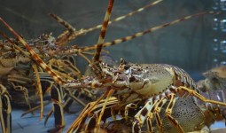 Bikin Bangga! Lobster Asal Berau Laris Manis Diserbu Pasar Luar Negeri
