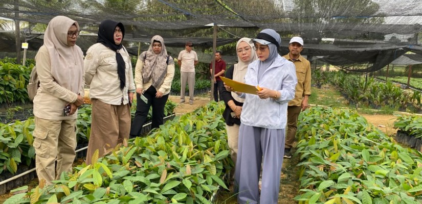 Pemkab Berau Secara Bertahap Beri 200 Ribu Bibit Kakao Ke Delapan Kelompok Tani