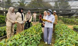 Pemkab Berau Secara Bertahap Beri 200 Ribu Bibit Kakao Ke Delapan Kelompok Tani